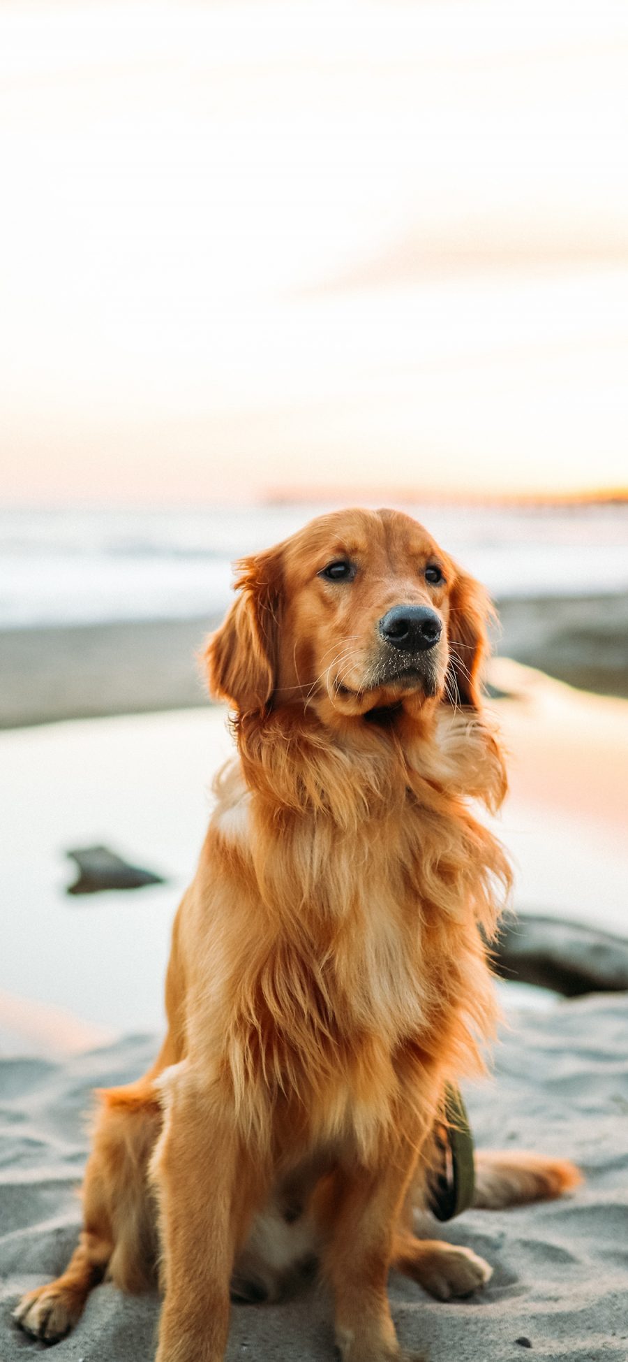 [2436×1125]宠物狗 汪星人 金毛犬 温顺 苹果手机壁纸图片