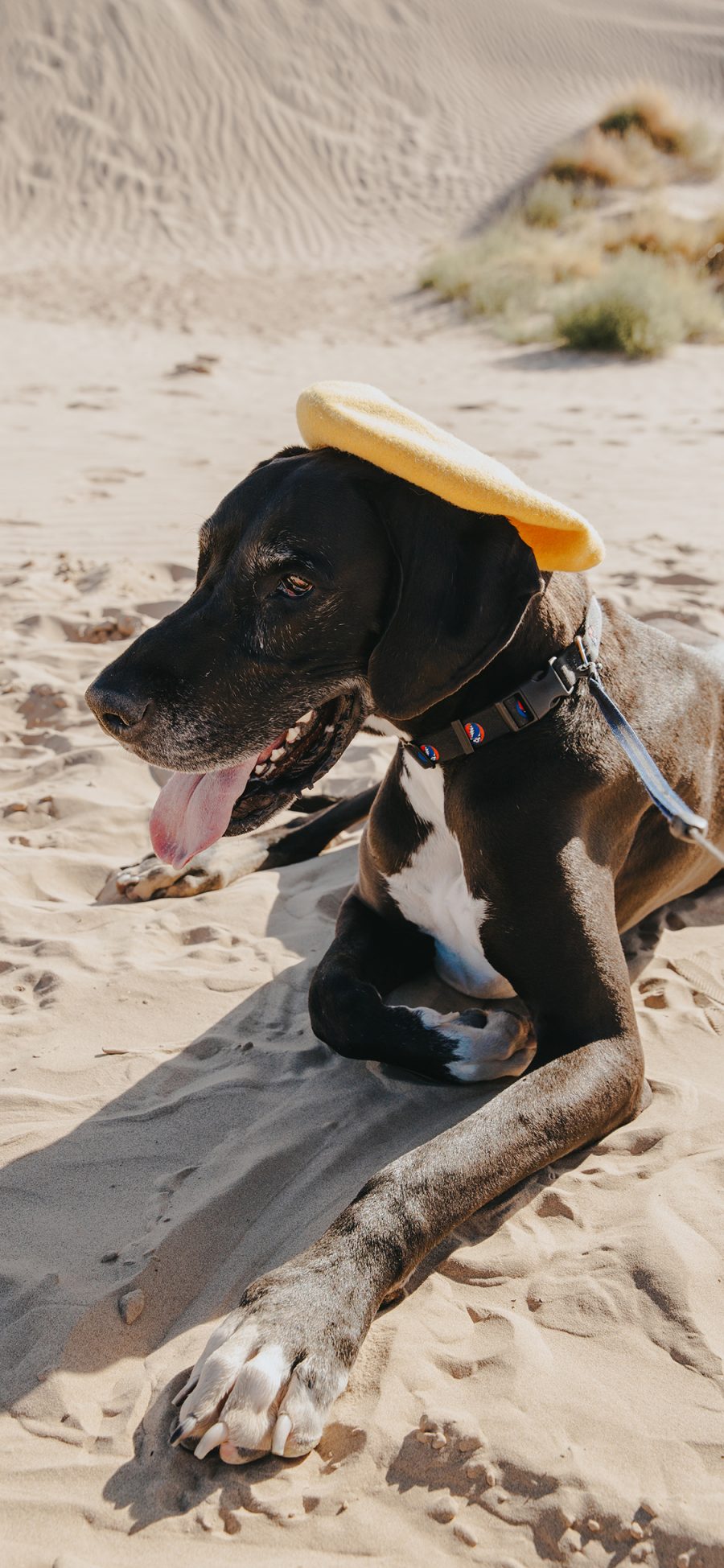 [2436×1125]宠物狗 沙滩 趴着 舌头 苹果手机壁纸图片
