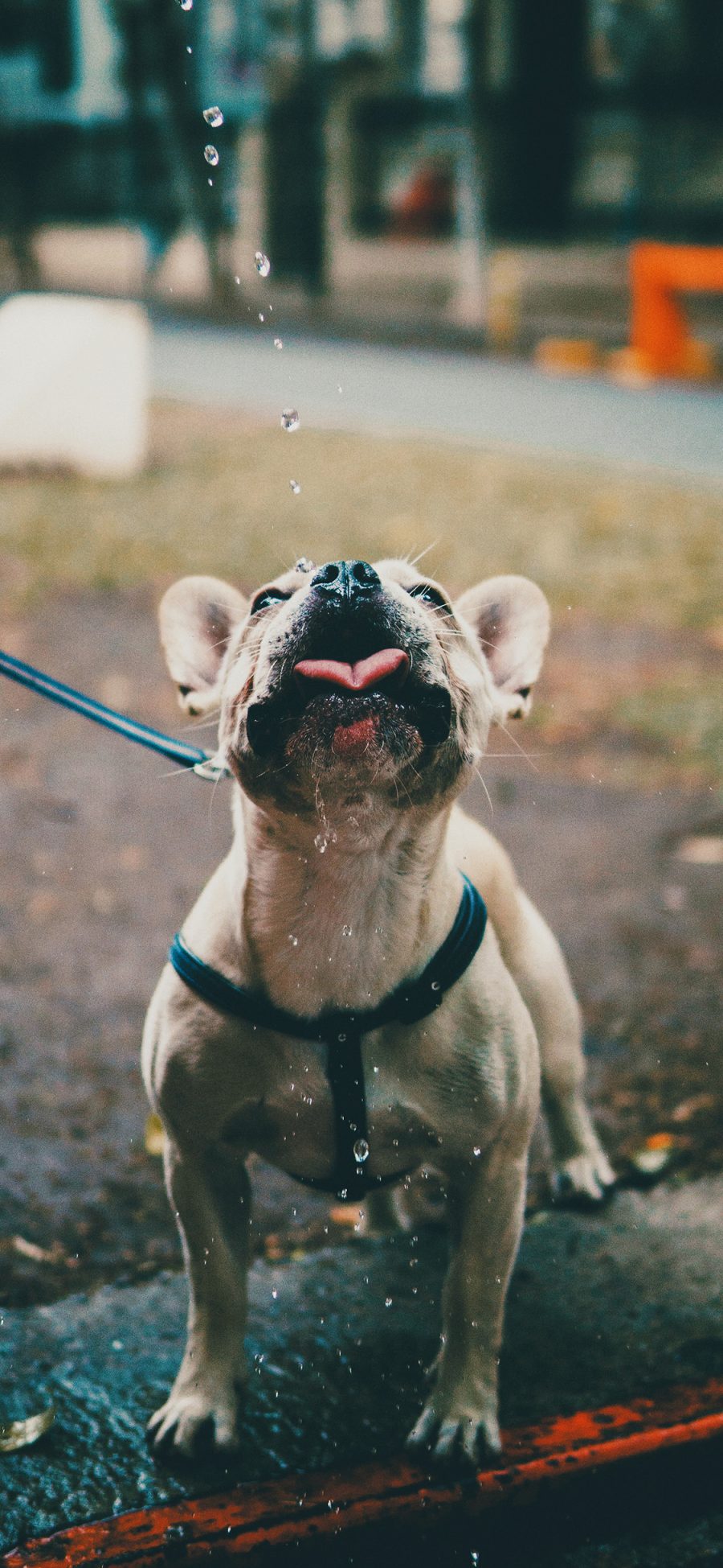 [2436×1125]宠物狗 法斗犬 接水 可爱 苹果手机壁纸图片