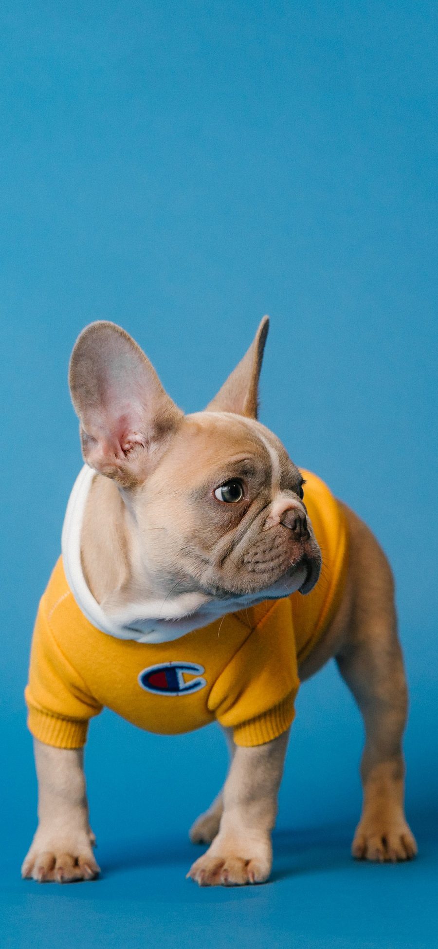 [2436×1125]宠物狗 法斗犬 服装 写真 苹果手机壁纸图片