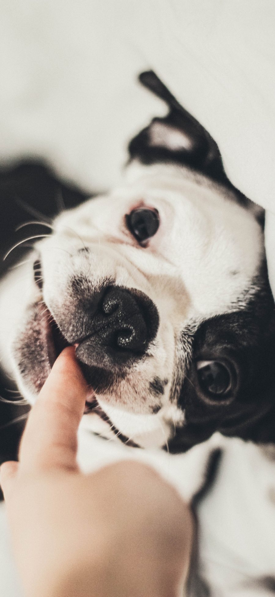 [2436×1125]宠物狗 法斗犬 英国 可爱 黑白 苹果手机壁纸图片