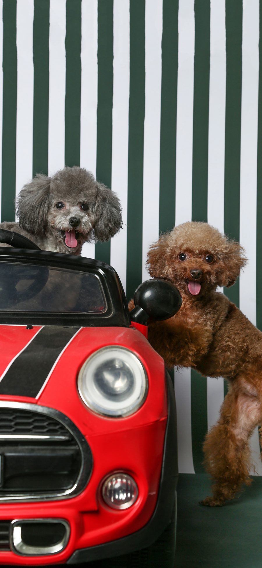 [2436×1125]宠物狗 泰迪犬 写真 可爱 苹果手机壁纸图片