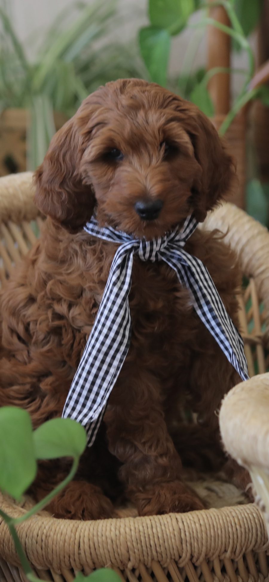 [2436×1125]宠物狗 泰迪犬 可爱 汪星人 丝带 苹果手机壁纸图片