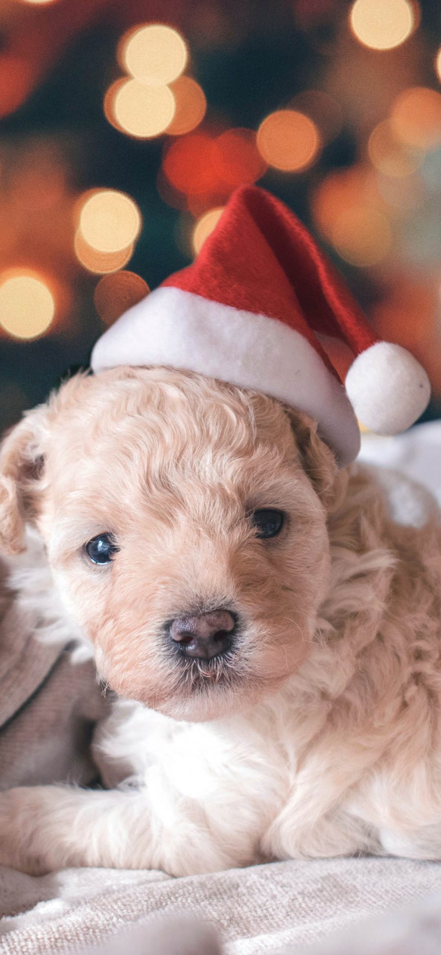 [2436×1125]宠物狗 泰迪犬 幼犬 圣诞帽 苹果手机壁纸图片