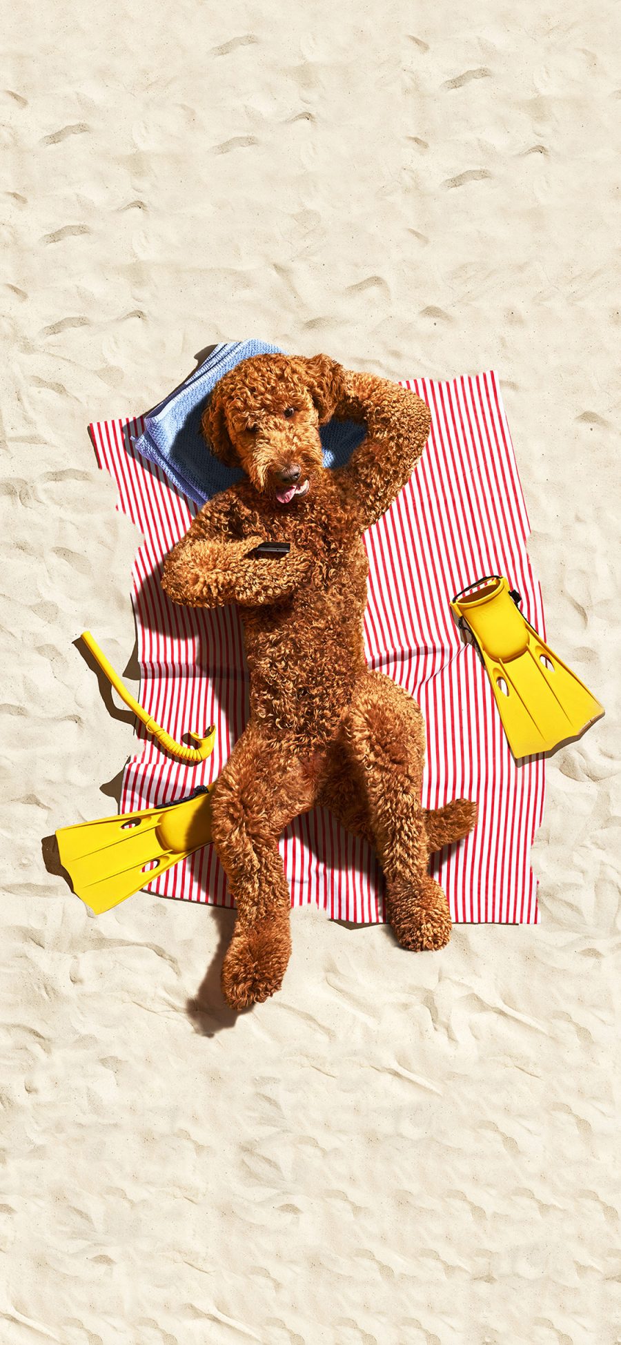 [2436×1125]宠物狗 泰迪犬 沙滩 度假 苹果手机壁纸图片