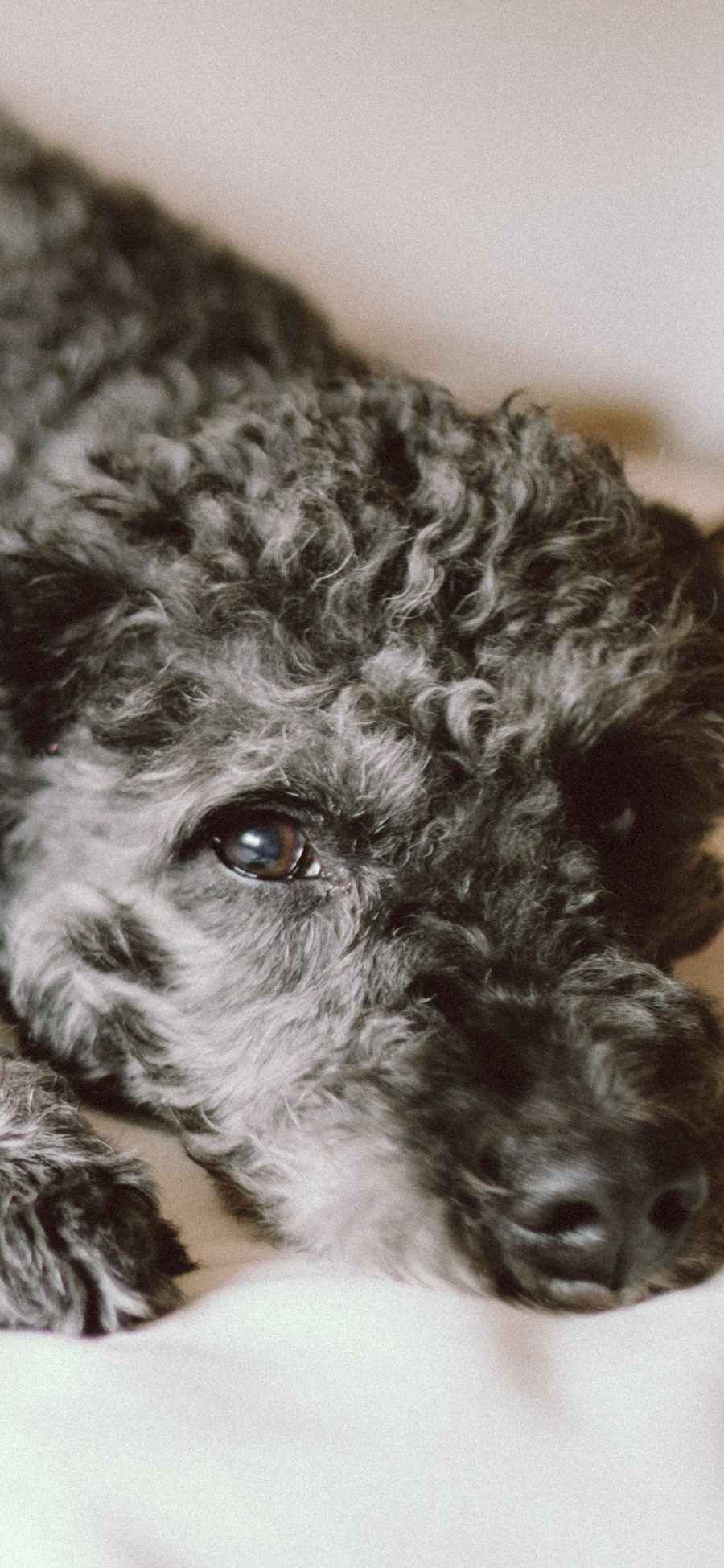 [2436×1125]宠物狗 泰迪犬 黑色 趴着 苹果手机壁纸图片