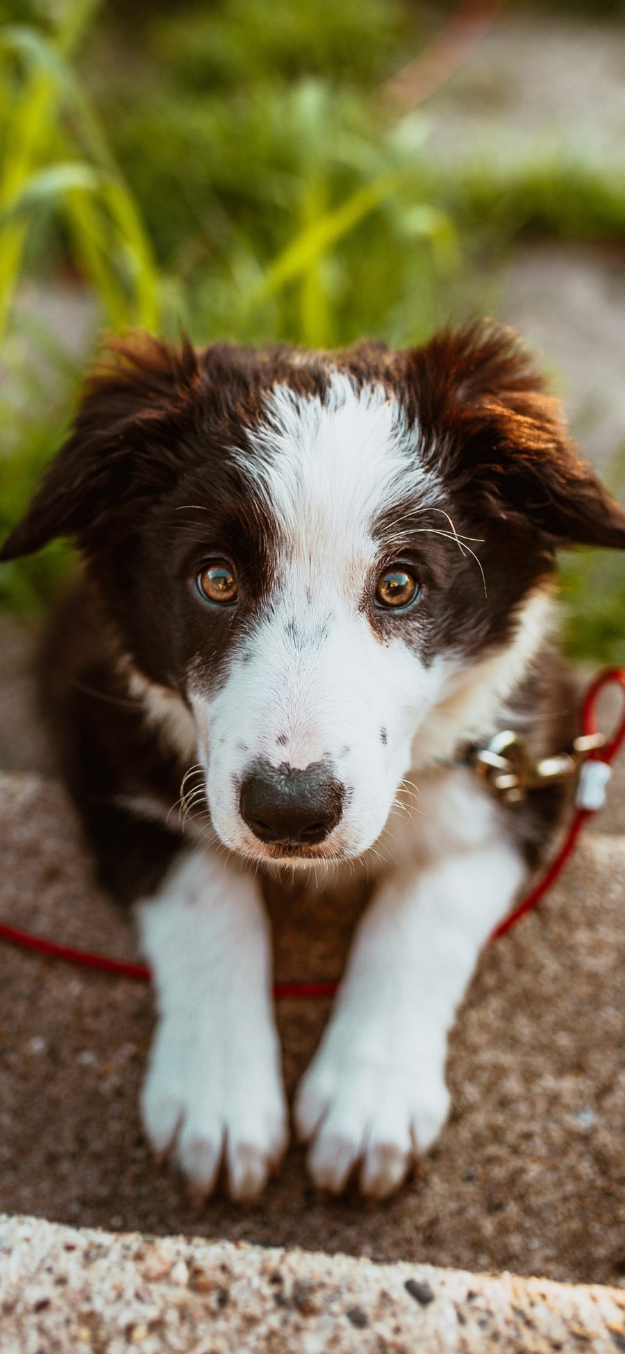 [2436×1125]宠物狗 牧羊犬 幼崽 呆萌 苹果手机壁纸图片