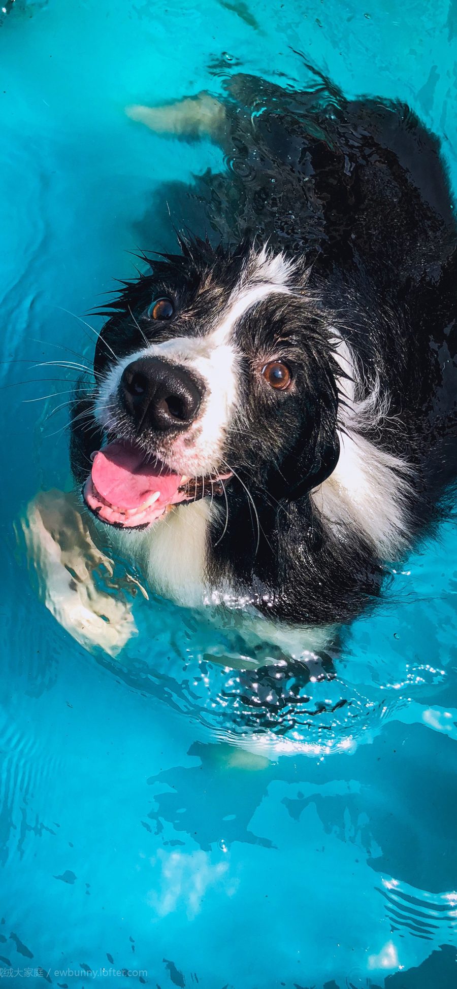 [2436×1125]宠物狗 牧羊犬 游泳 可爱 苹果手机壁纸图片