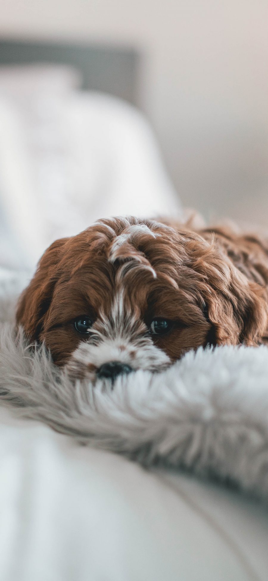 [2436×1125]宠物狗 犬类 毛毯 苹果手机壁纸图片