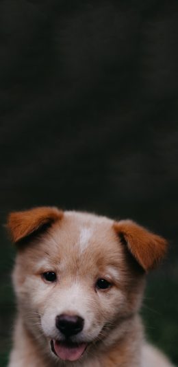 [2436x1125]宠物狗 狗子 可爱 幼崽 苹果手机壁纸图片