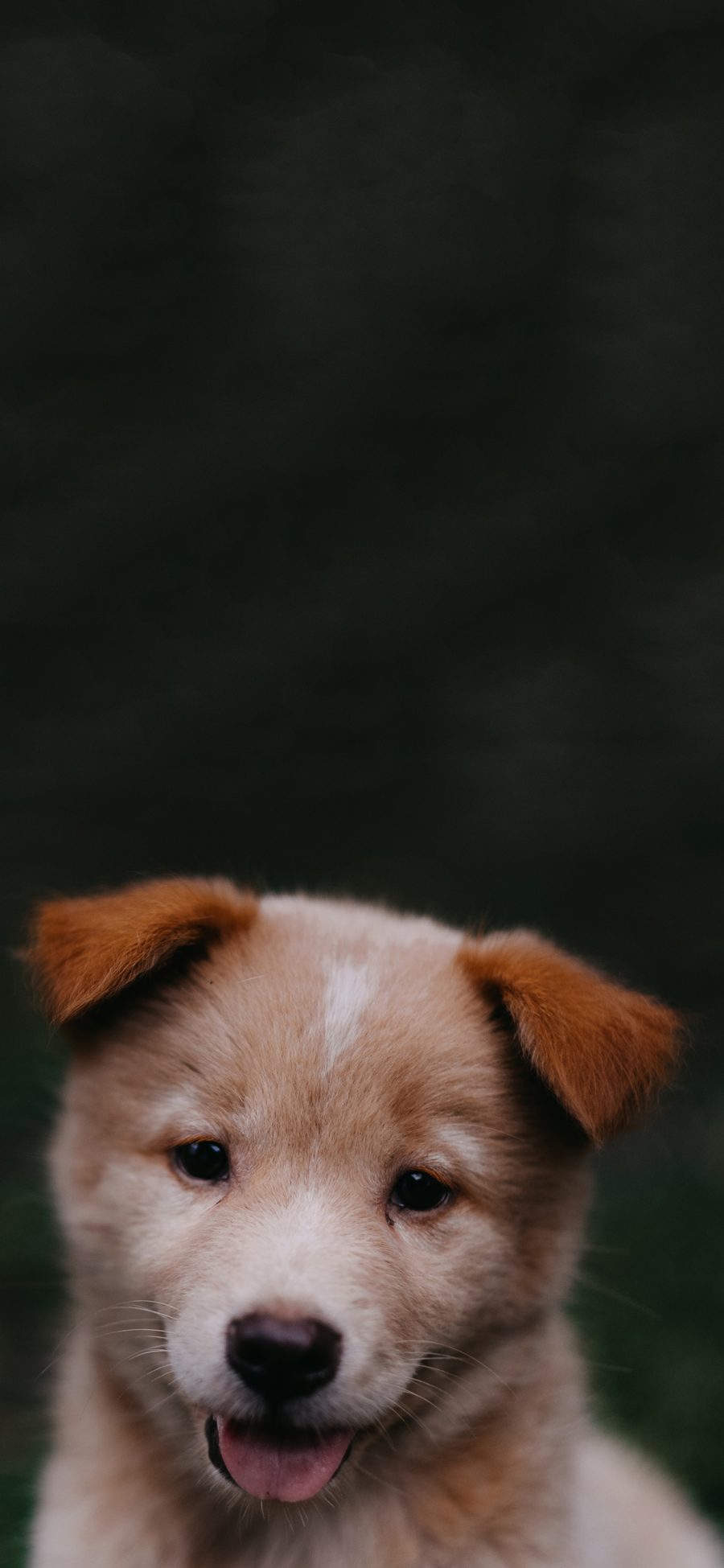 [2436×1125]宠物狗 狗子 可爱 幼崽 苹果手机壁纸图片