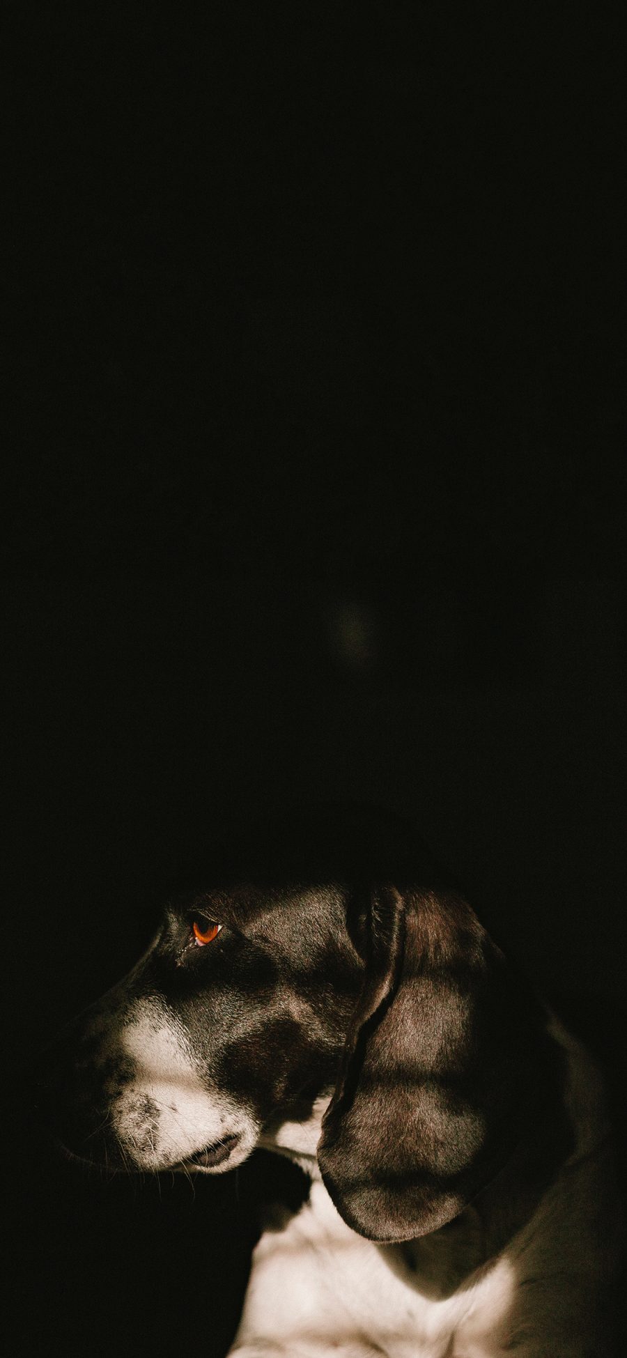 [2436×1125]宠物狗 狗子 黑白 侧面 苹果手机壁纸图片