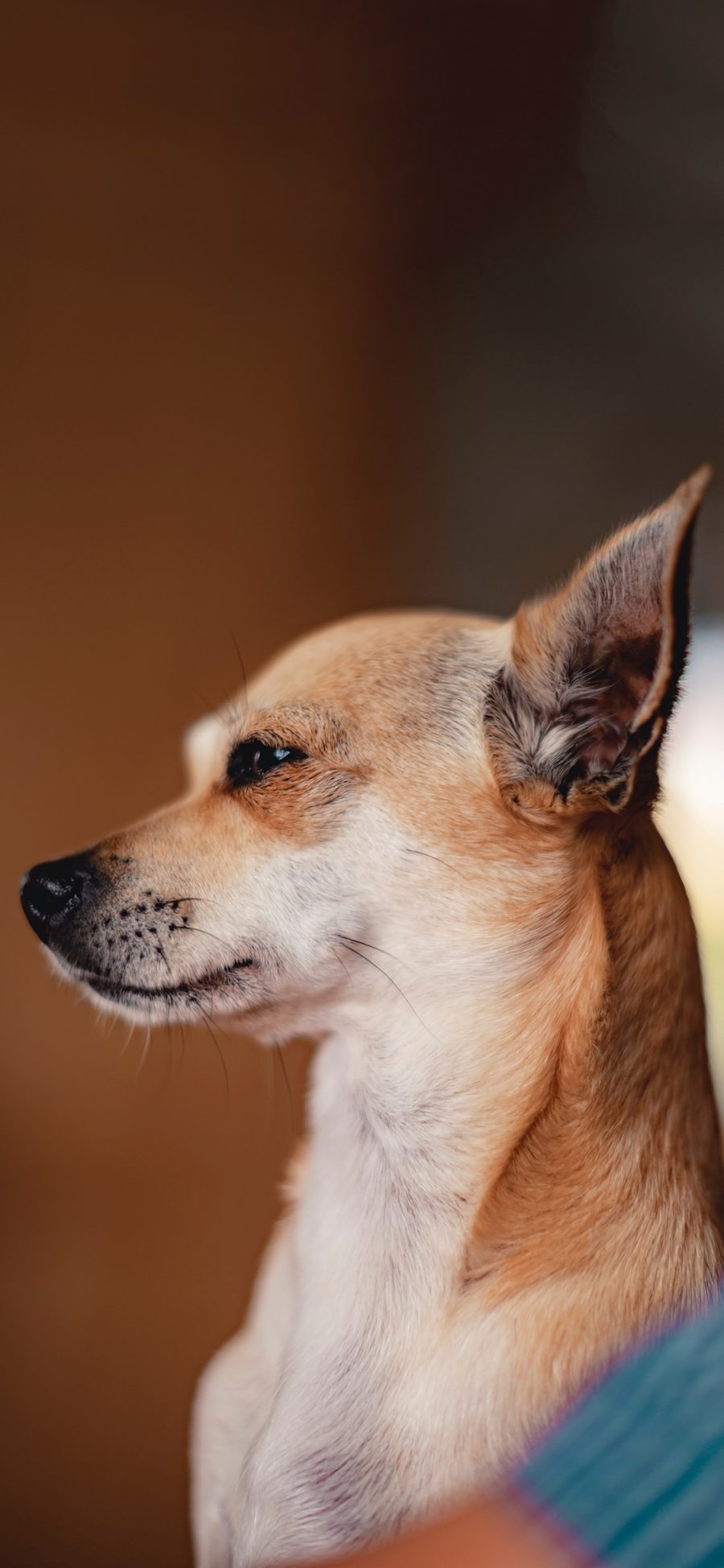 [2436×1125]宠物狗 田园犬 大黄狗 汪星人 苹果手机壁纸图片