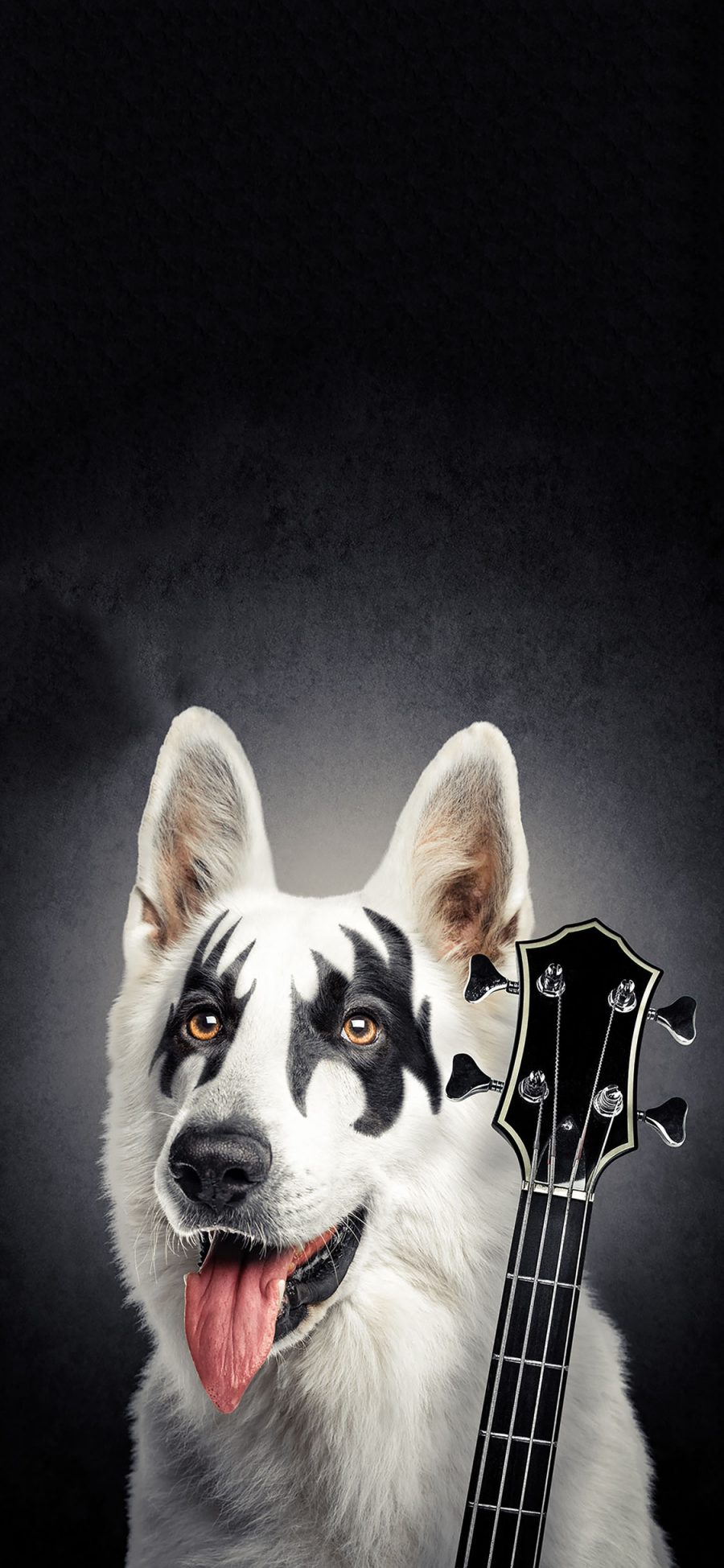 [2436×1125]宠物狗 萨摩耶 创意写真 吉他手 苹果手机壁纸图片