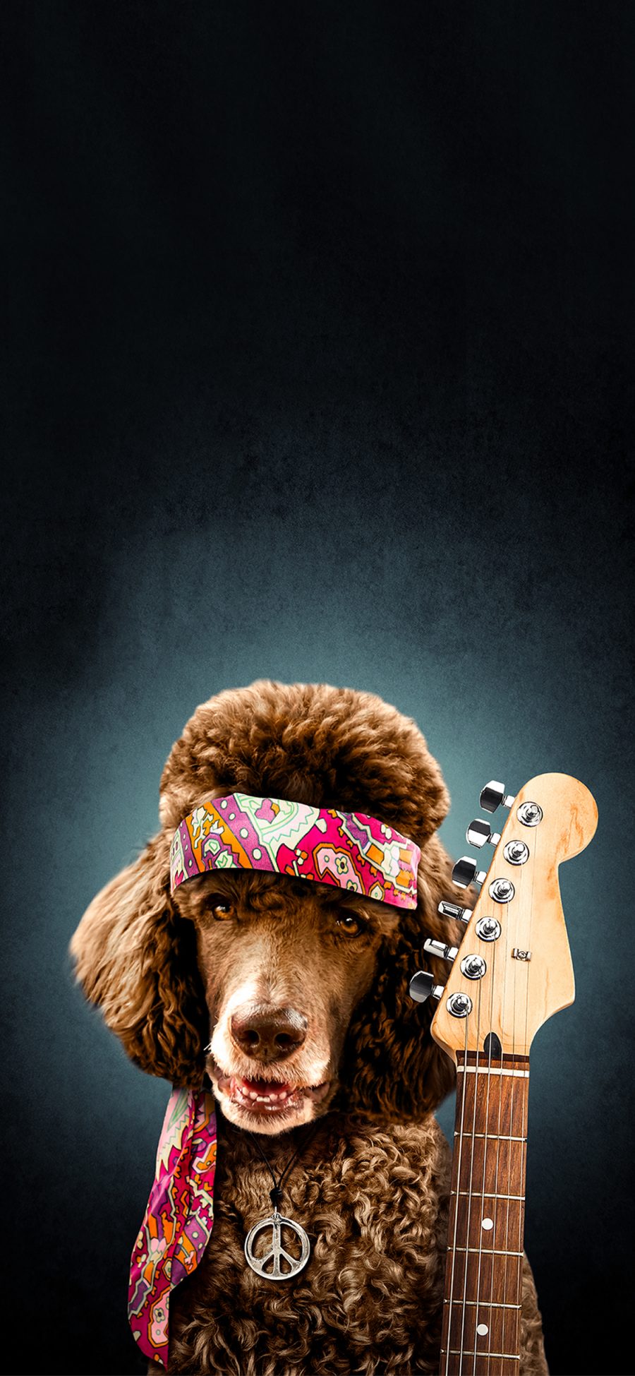 [2436×1125]宠物狗 贵宾犬 吉他手 创意 写真 苹果手机壁纸图片