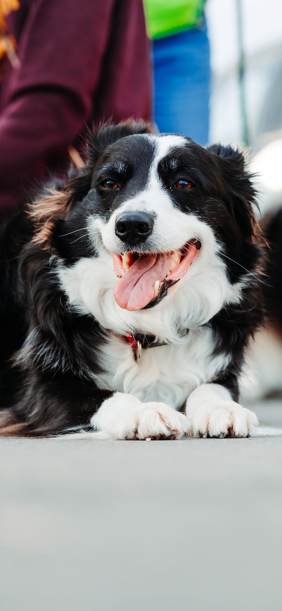 [2436×1125]宠物狗 边牧 牧羊犬 黑白 聪明 苹果手机壁纸图片