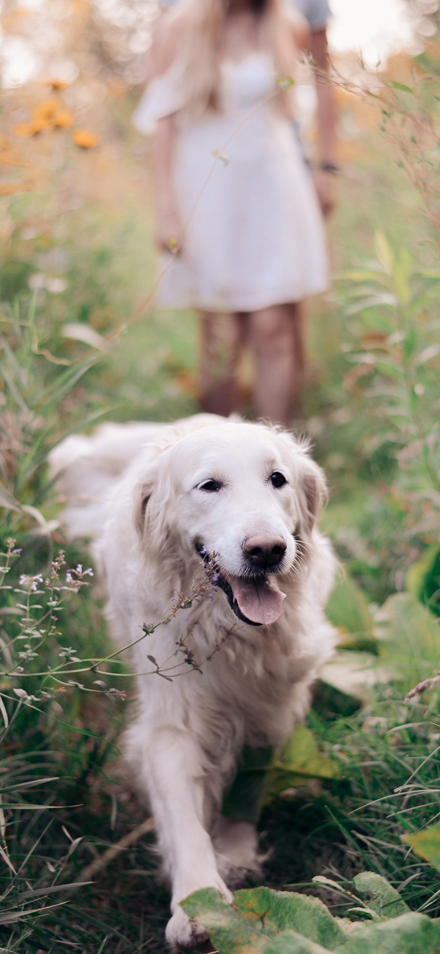 [2436×1125]宠物狗 金毛犬 可爱 聪明 苹果手机壁纸图片