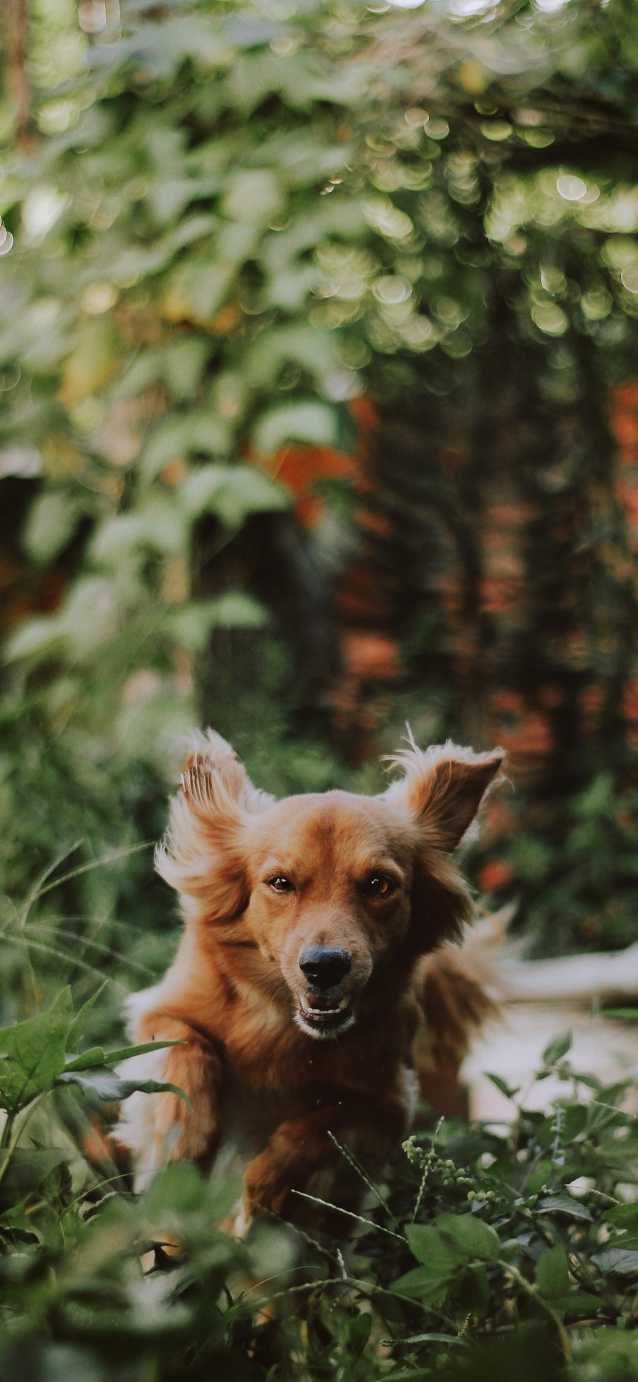 [2436×1125]宠物狗 金毛犬 奔跑 憨厚 苹果手机壁纸图片