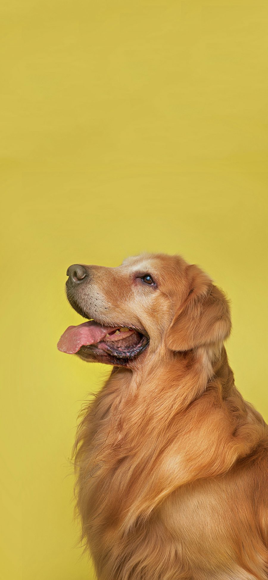 [2436×1125]宠物狗 金毛犬 忠厚 聪明 苹果手机壁纸图片