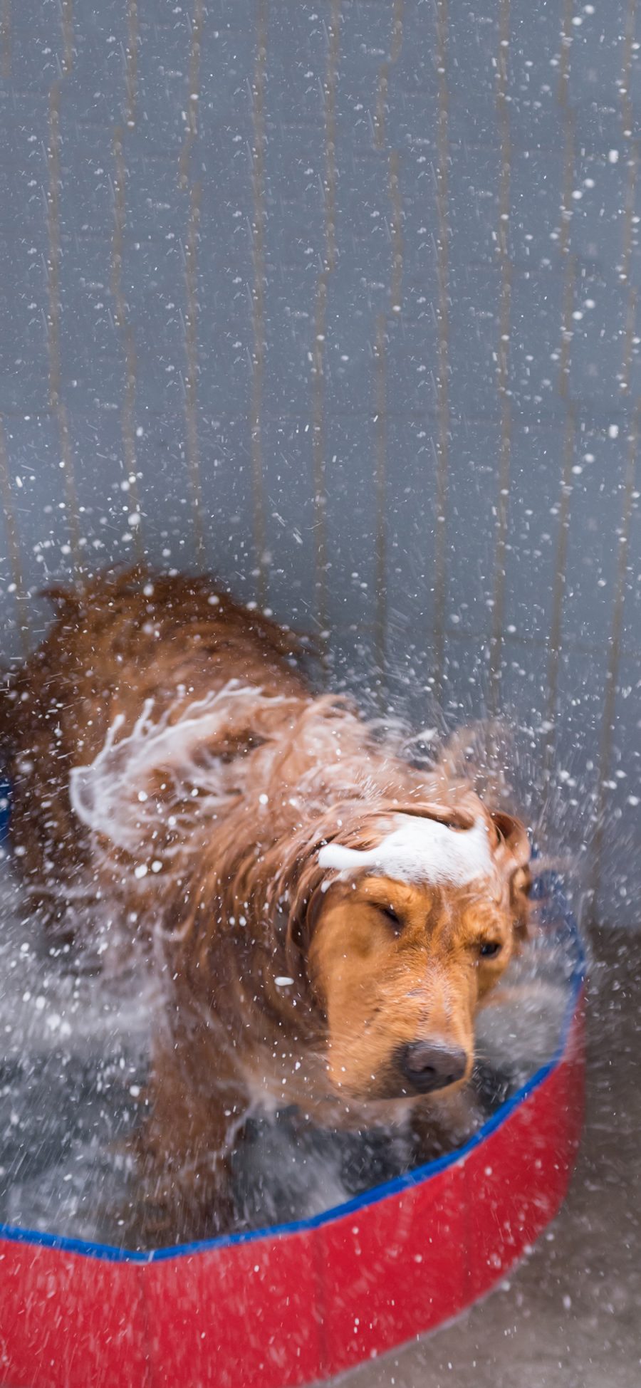 [2436×1125]宠物狗 金毛犬 洗澡 甩水 苹果手机壁纸图片