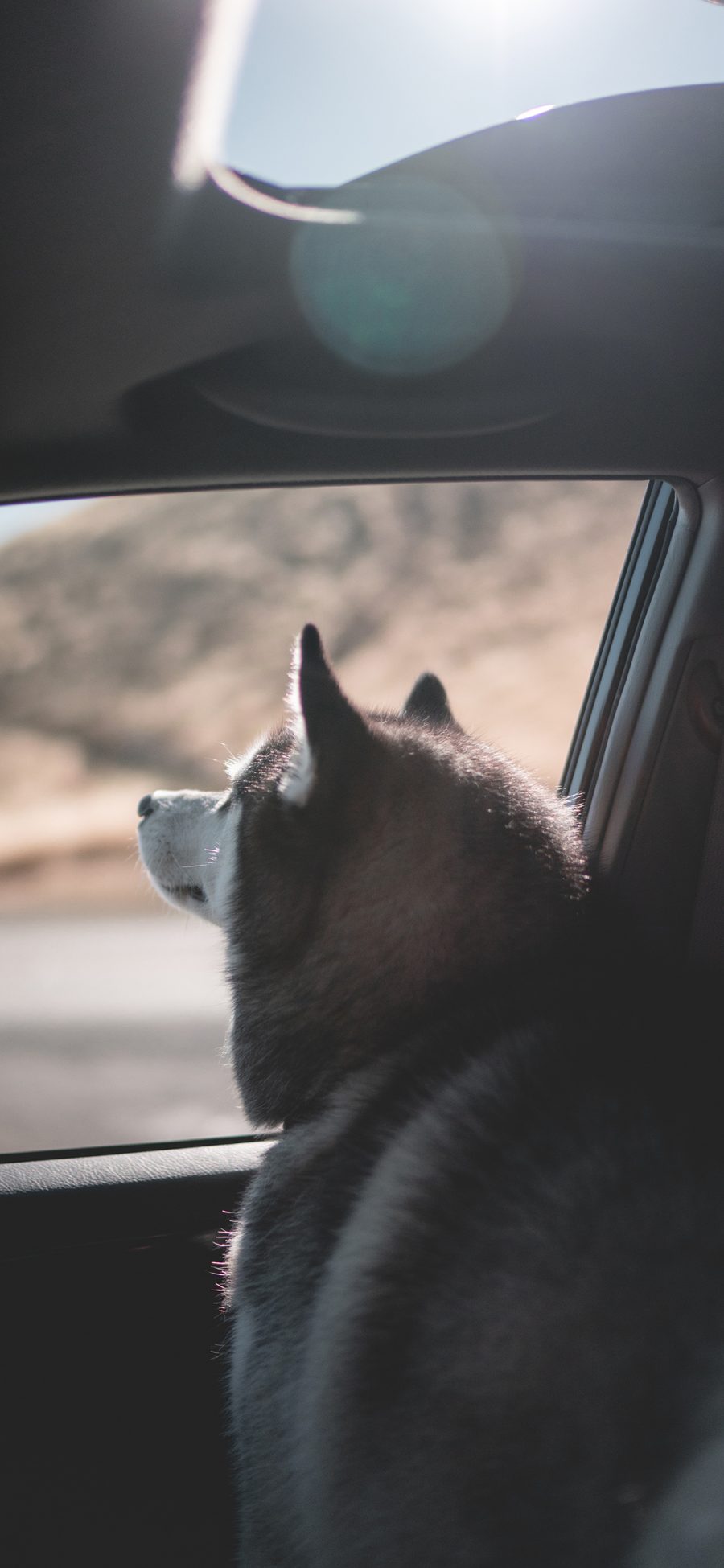 [2436×1125]宠物狗 阿拉斯加犬 大型犬 苹果手机壁纸图片