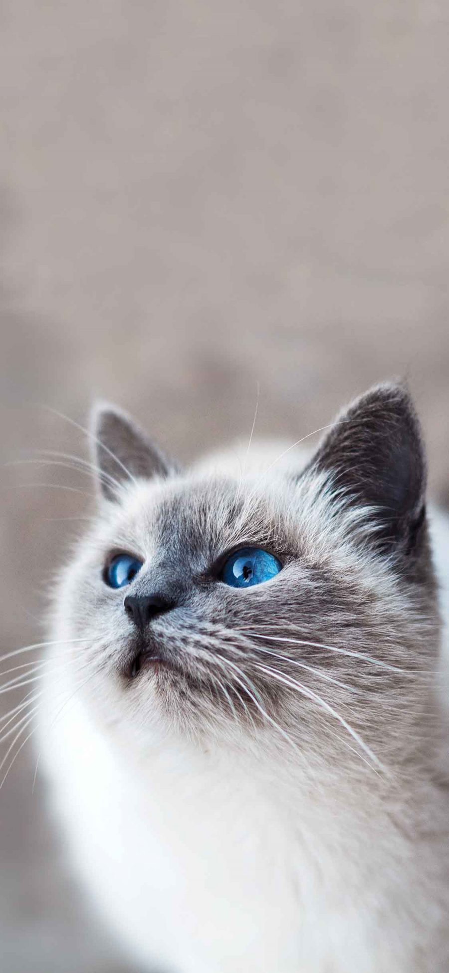 [2436×1125]宠物猫 伯曼猫 缅甸圣猫 蓝瞳 苹果手机壁纸图片