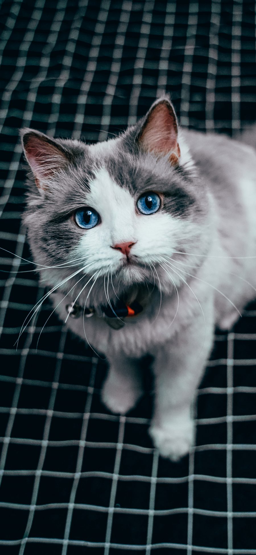 [2436×1125]宠物猫 喵星 蓝眼睛 可爱 苹果手机壁纸图片