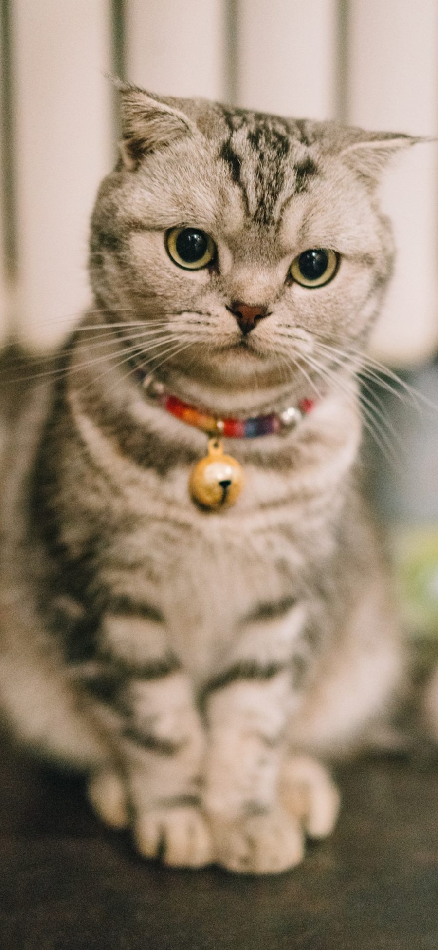 [2436×1125]宠物猫 喵星人 可爱 铃铛 苹果手机壁纸图片