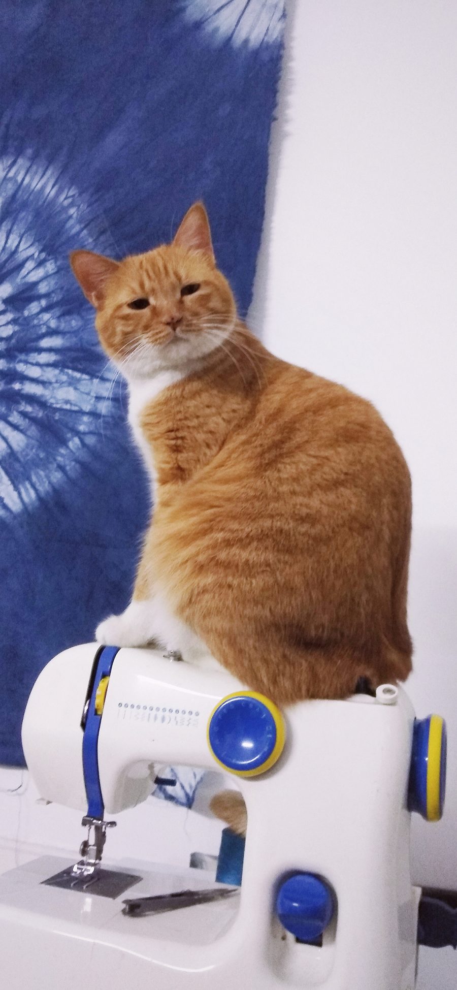 [2436×1125]宠物猫 喵星人 大橘猫 苹果手机壁纸图片