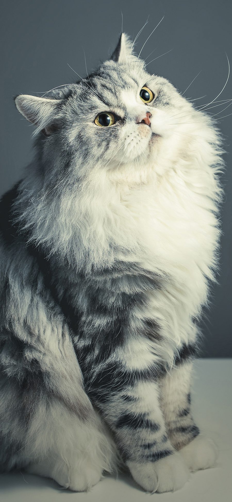 [2436×1125]宠物猫 喵星人 大眼睛 可爱 苹果手机壁纸图片