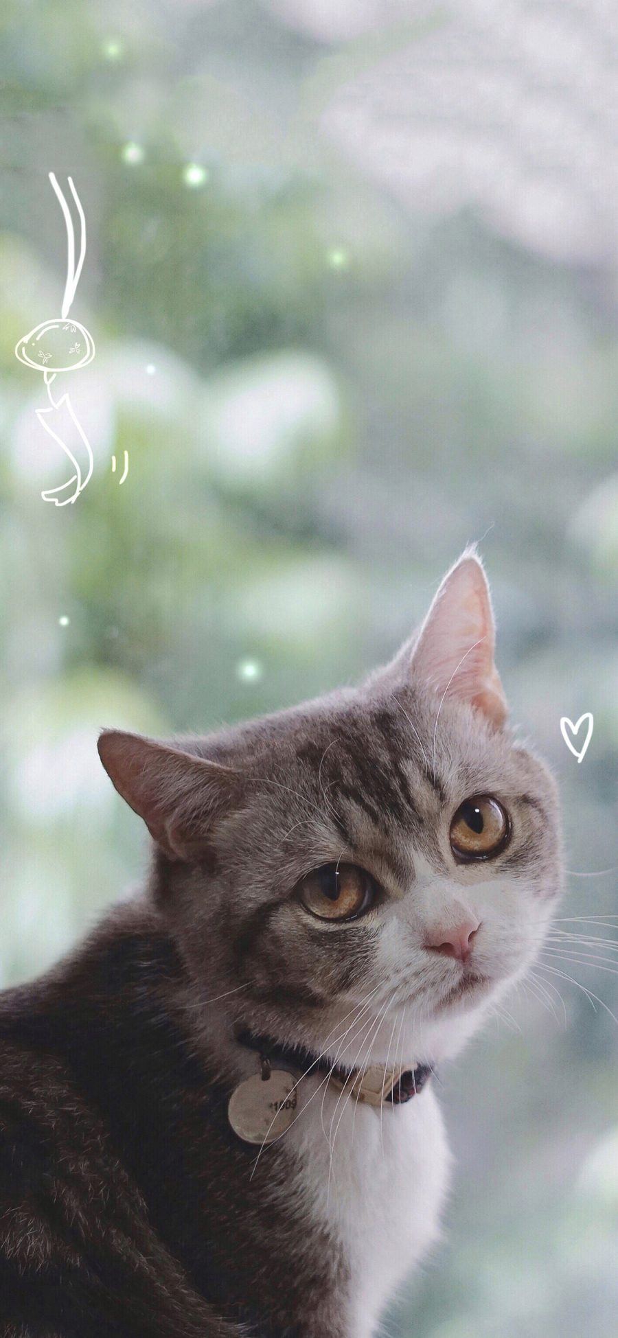 [2436×1125]宠物猫 喵星人 大眼睛 呆萌 苹果手机壁纸图片