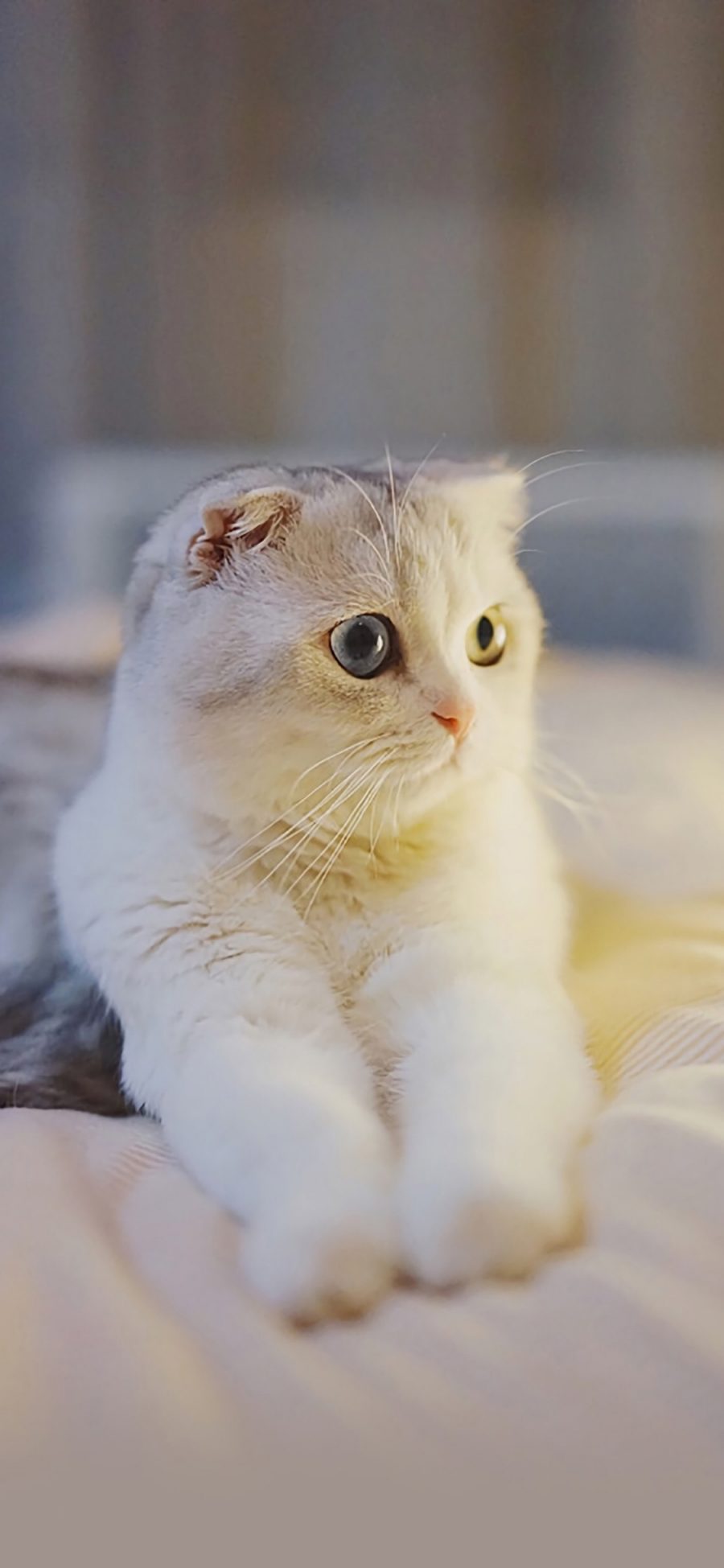 [2436×1125]宠物猫 喵星人 异瞳 白色 苹果手机壁纸图片