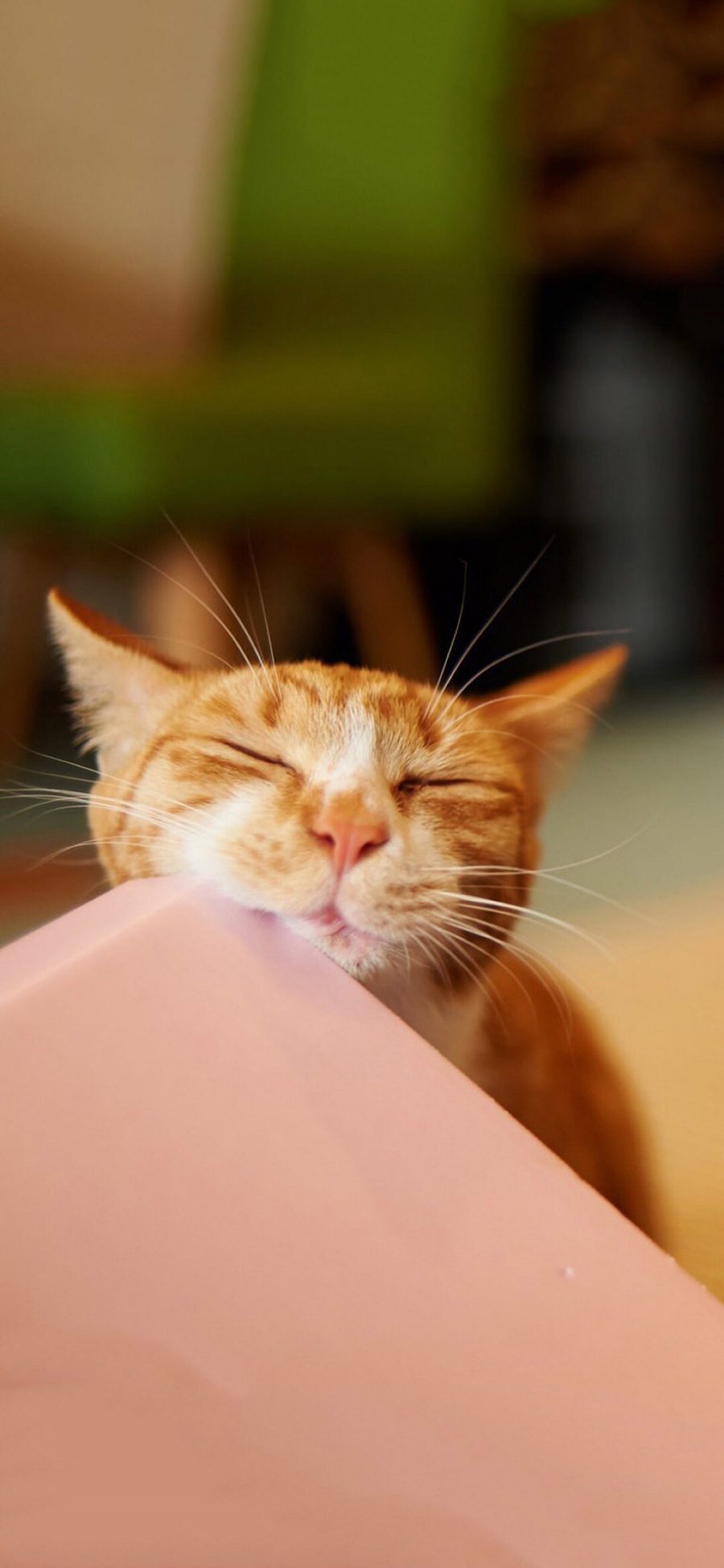 [2436×1125]宠物猫 喵星人 橘猫 睡觉 苹果手机壁纸图片