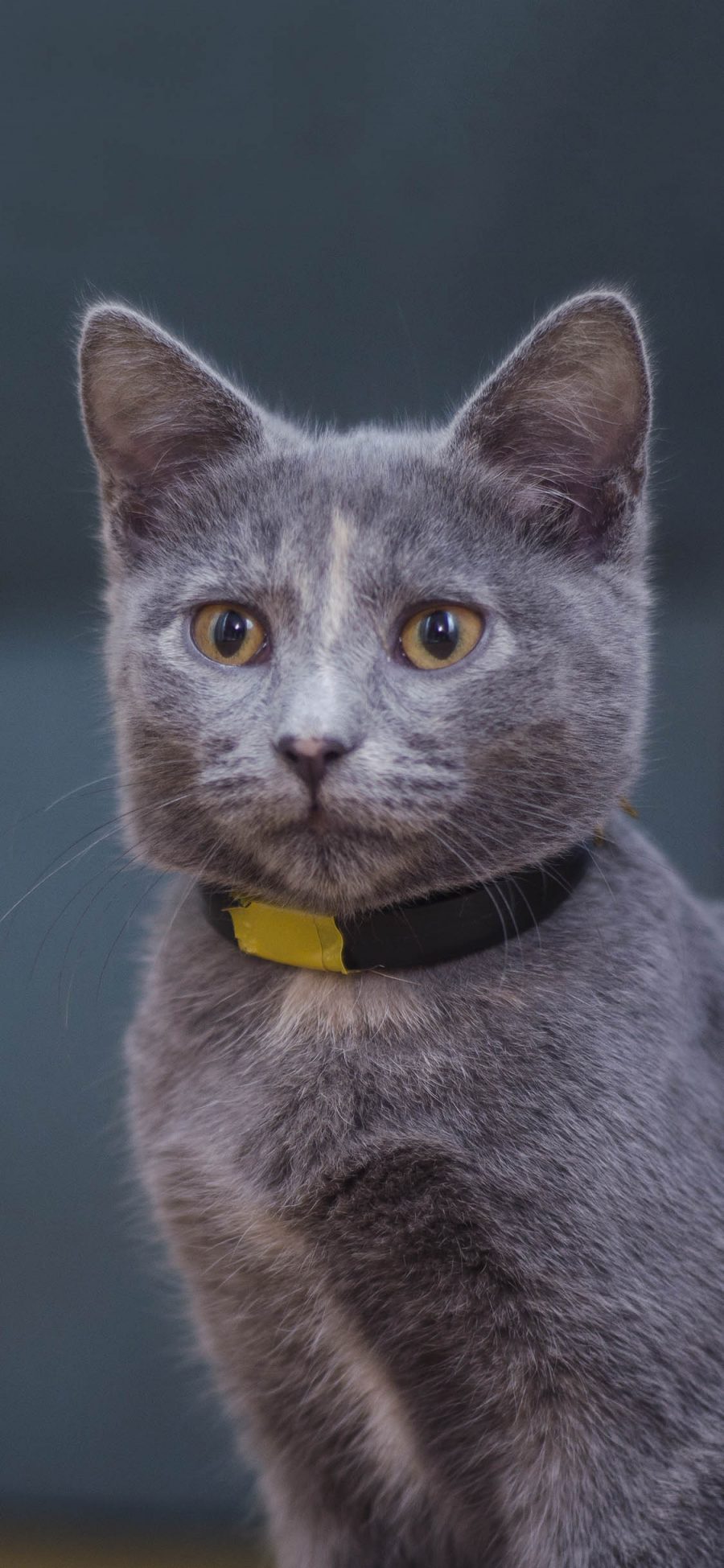 [2436×1125]宠物猫 喵星人 灰色 大眼睛 苹果手机壁纸图片
