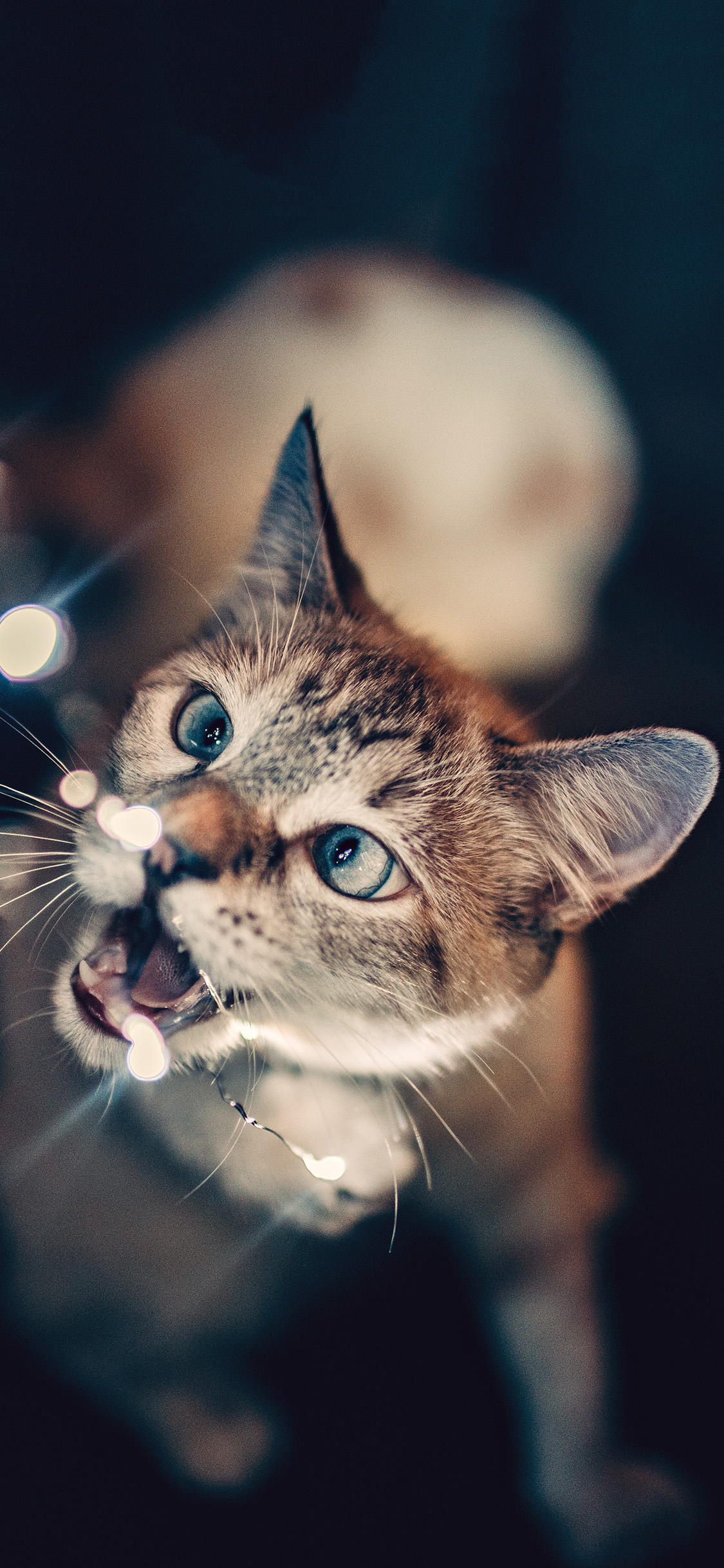 [2436×1125]宠物猫 喵星人 猫咪 可爱 苹果手机壁纸图片