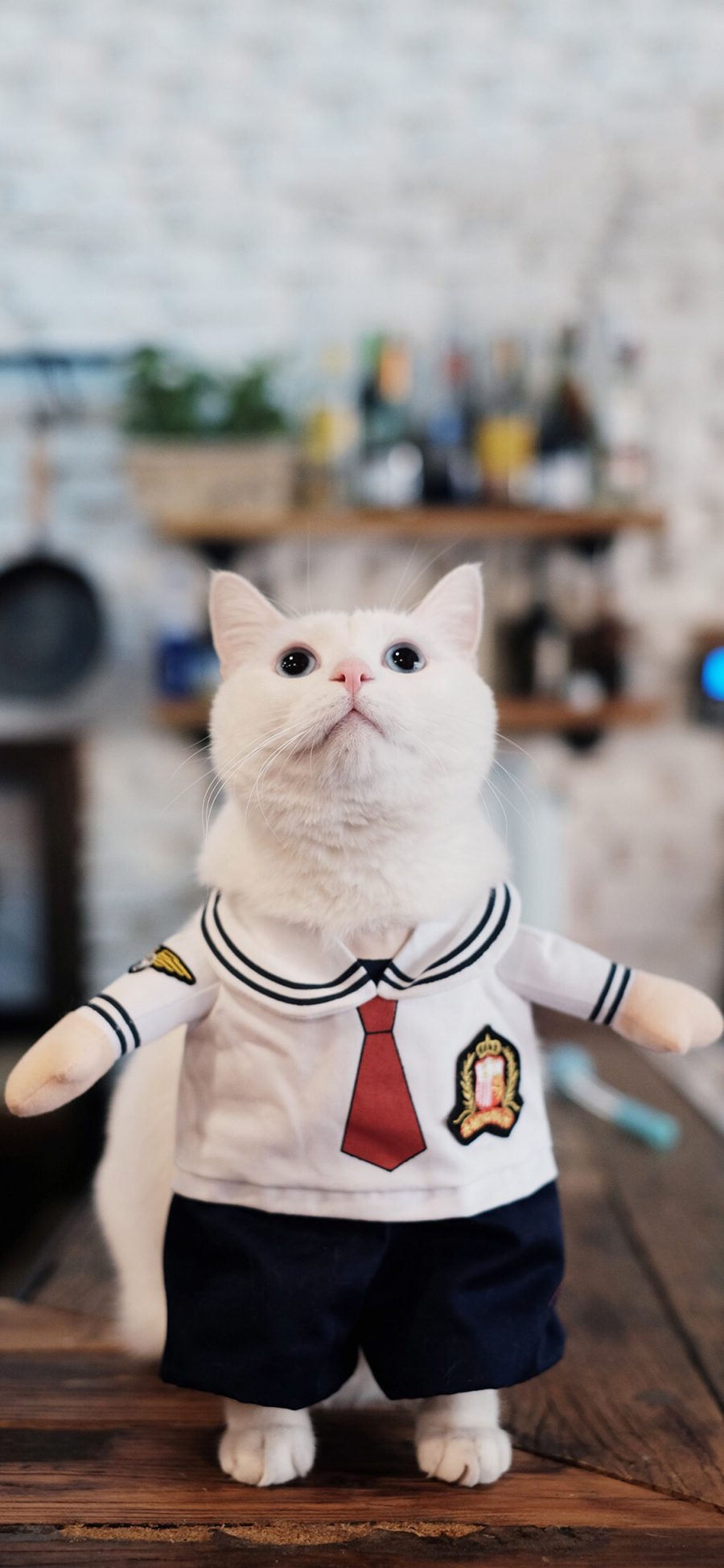 [2436×1125]宠物猫 喵星人 猫咪 衣服 可爱 苹果手机壁纸图片