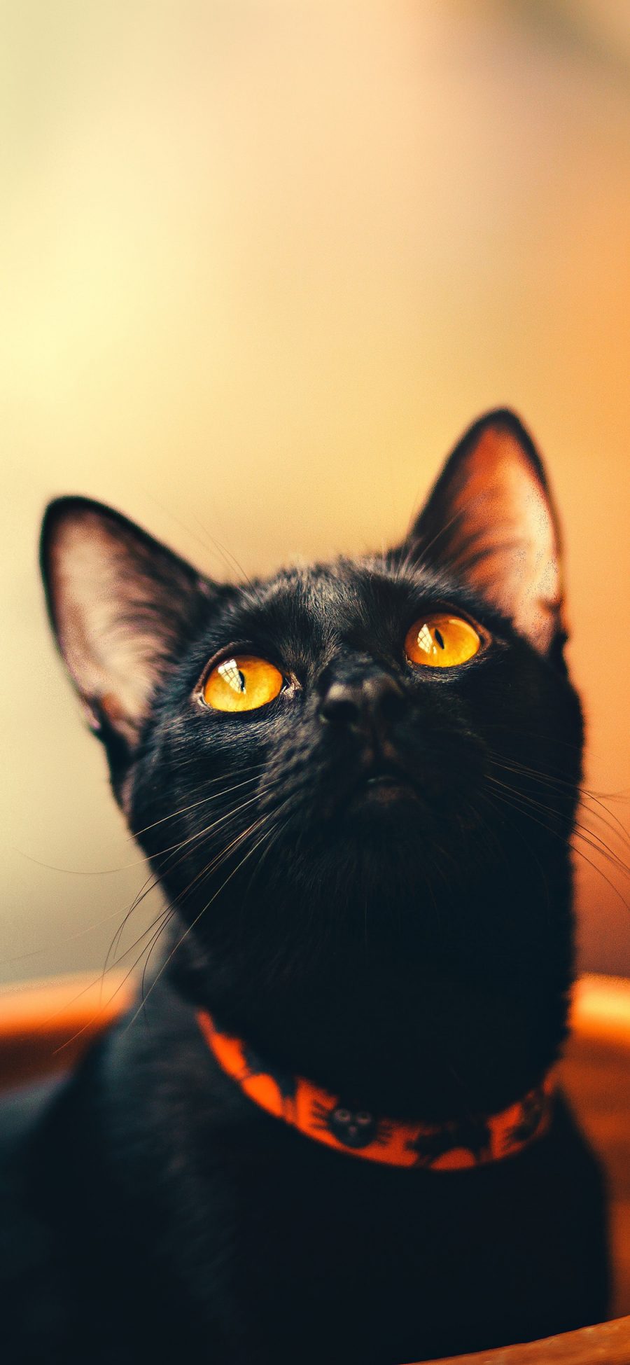 [2436×1125]宠物猫 喵星人 猫咪 黑猫 苹果手机壁纸图片
