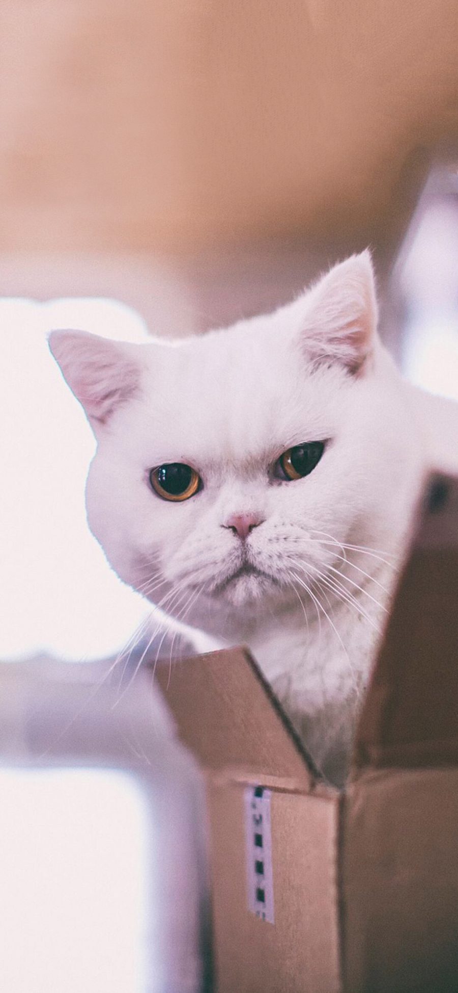 [2436×1125]宠物猫 喵星人 白色 苹果手机壁纸图片