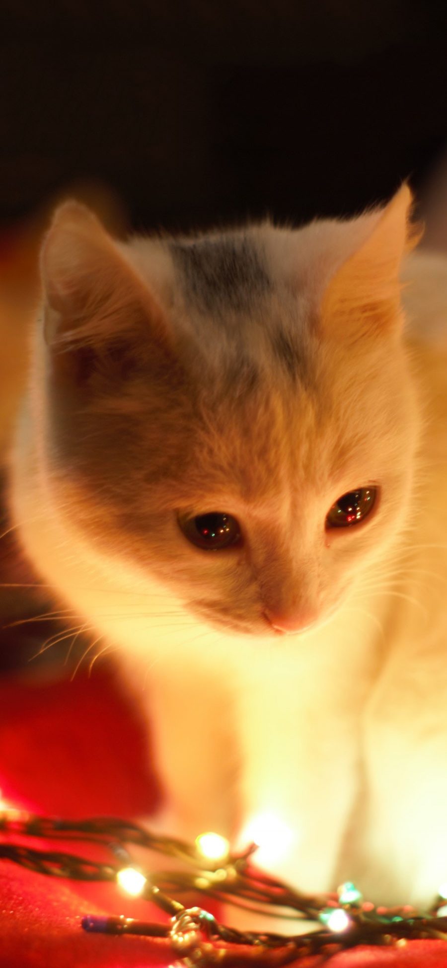 [2436×1125]宠物猫 喵星人 白色猫咪 小灯 苹果手机壁纸图片