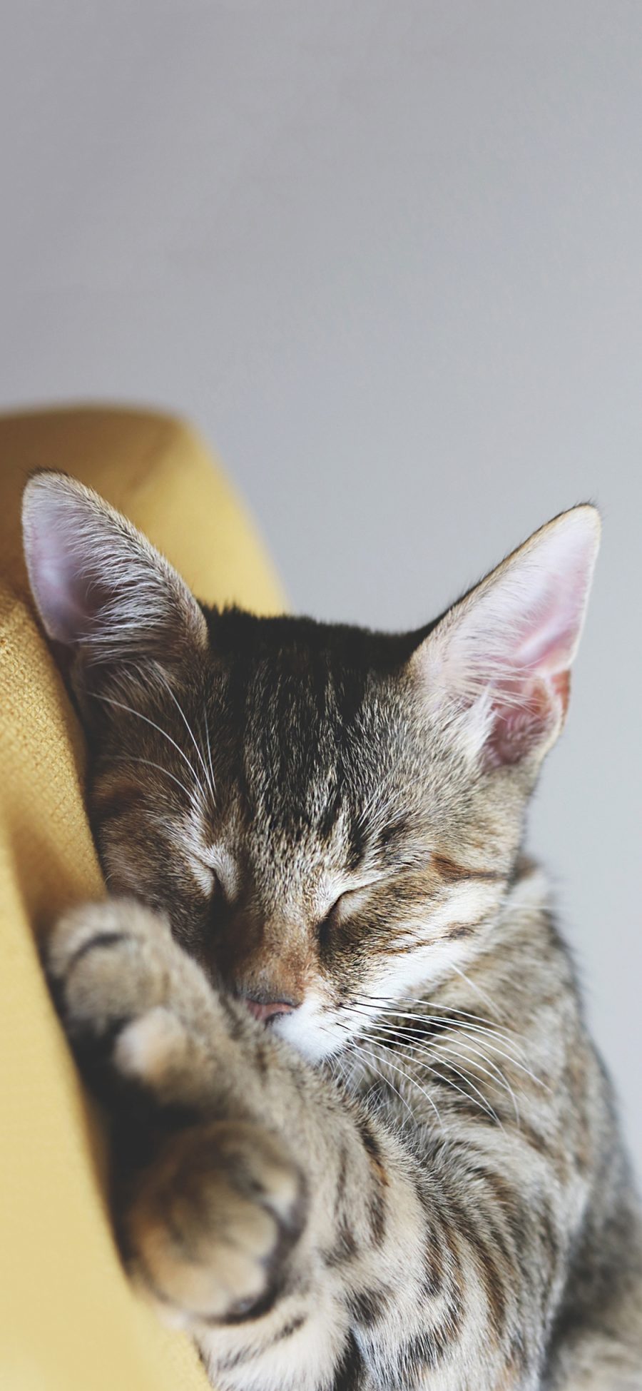 [2436×1125]宠物猫 喵星人 睡觉 可爱 苹果手机壁纸图片