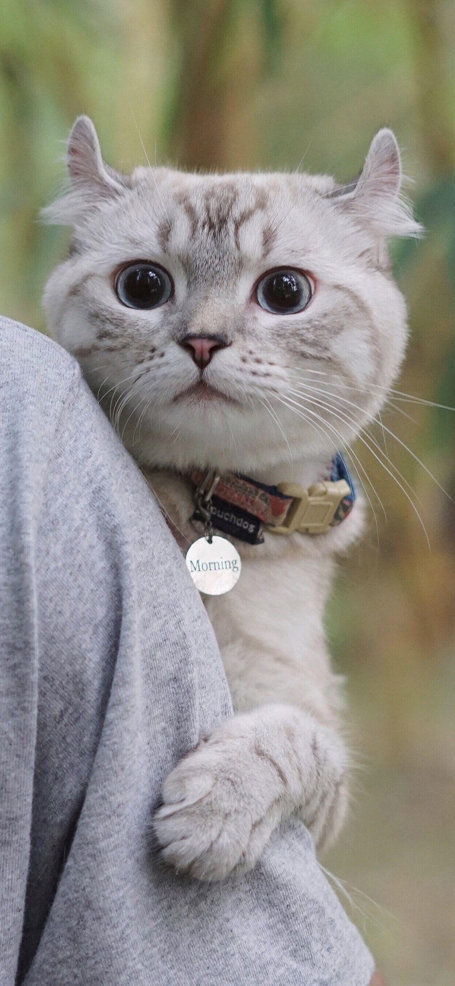 [2436×1125]宠物猫 喵星人 米奇耳 可爱 苹果手机壁纸图片