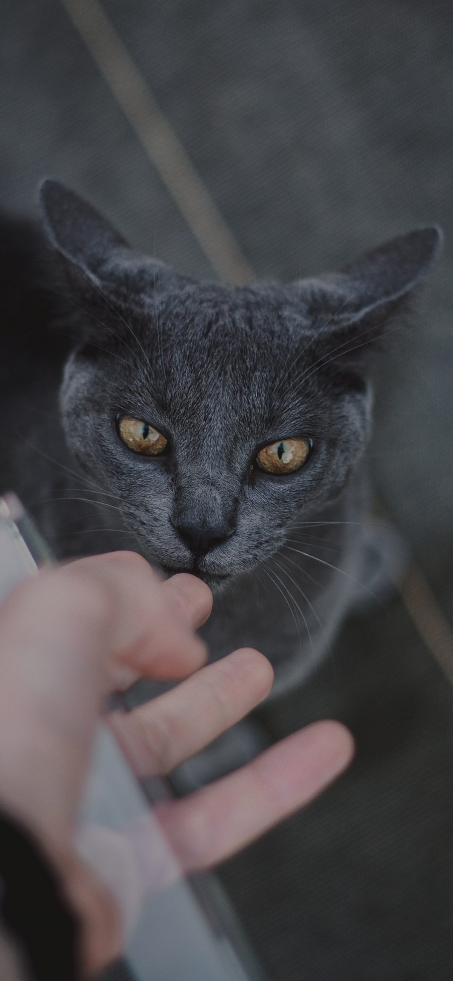 [2436×1125]宠物猫 喵星人 英短 灰色 苹果手机壁纸图片