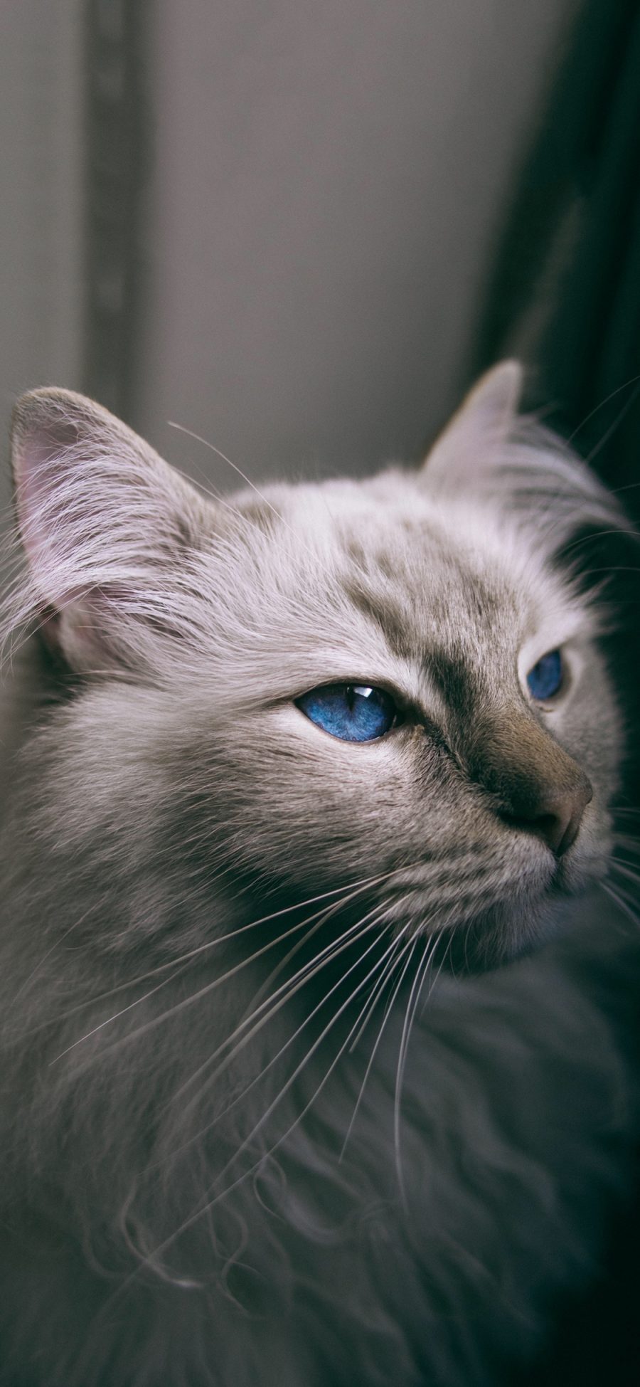 [2436×1125]宠物猫 喵星人 蓝瞳 可爱 苹果手机壁纸图片