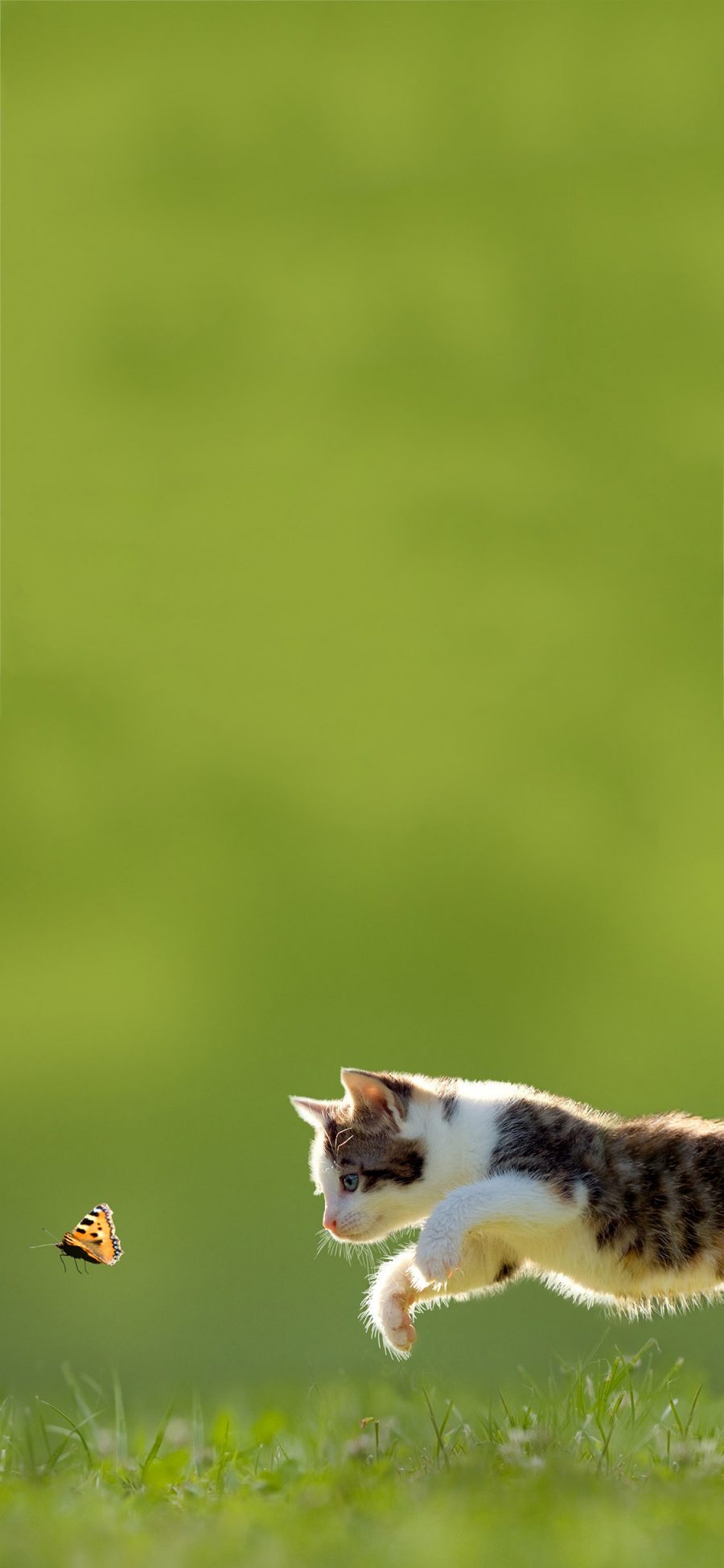 [2436×1125]宠物猫 喵星人 蝴蝶 苹果手机壁纸图片