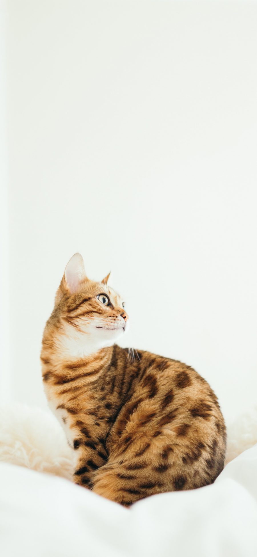 [2436×1125]宠物猫 喵星人 豹纹 苹果手机壁纸图片