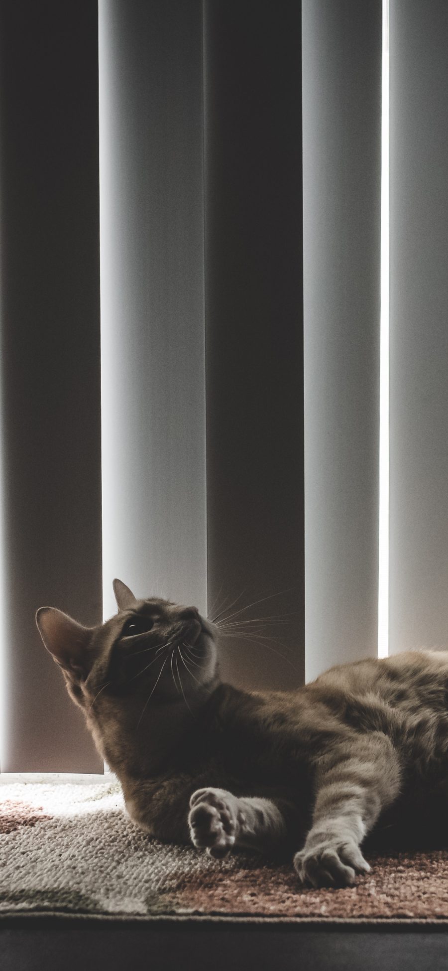 [2436×1125]宠物猫 喵星人 躺着 苹果手机壁纸图片