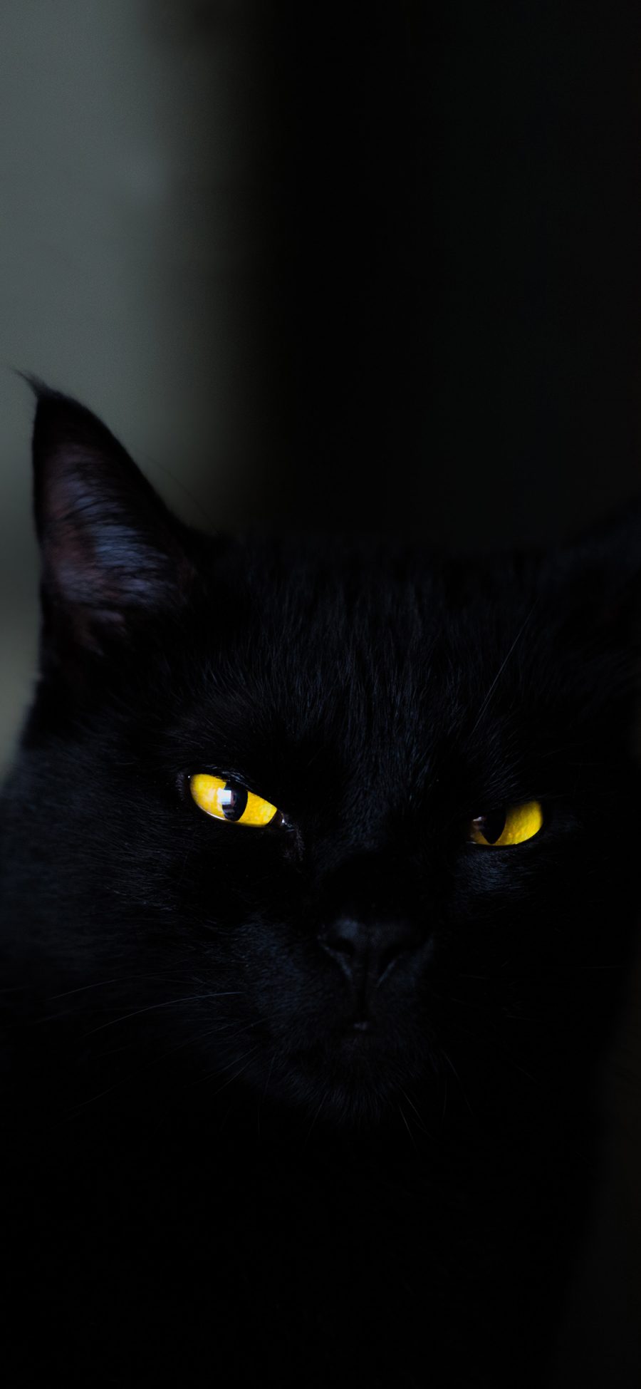 [2436×1125]宠物猫 喵星人 黑猫 苹果手机壁纸图片