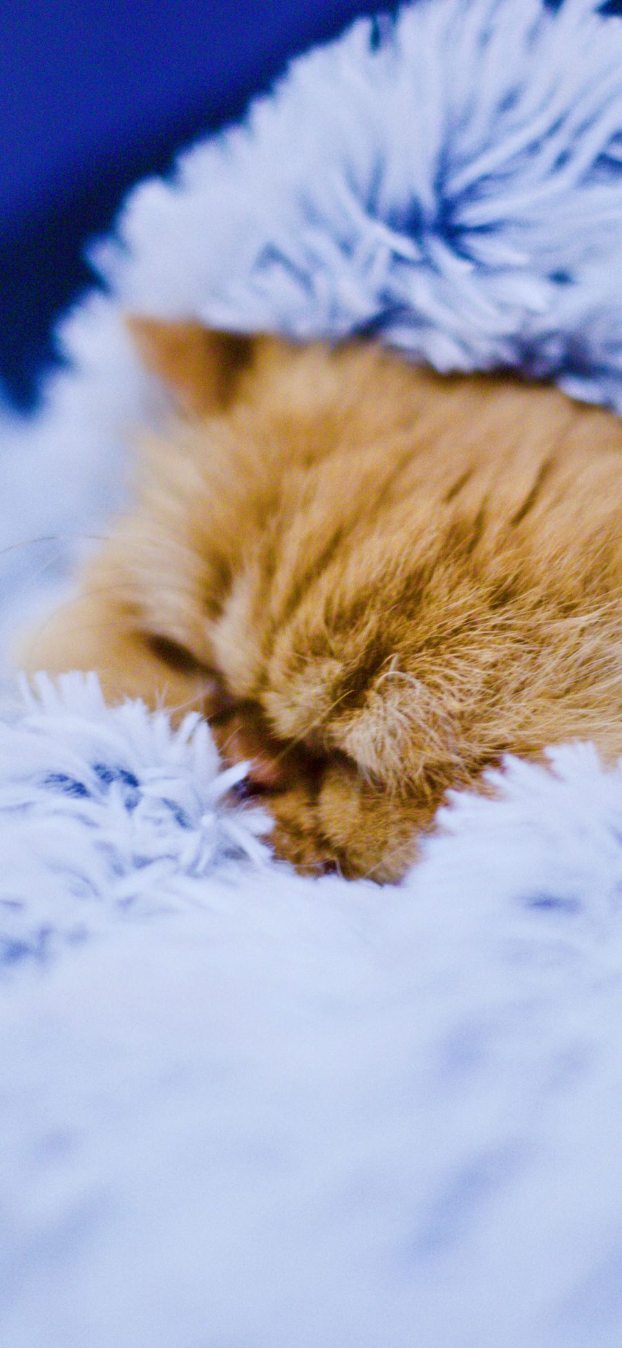 [2436×1125]宠物猫 橘猫 毛毯 睡觉 苹果手机壁纸图片