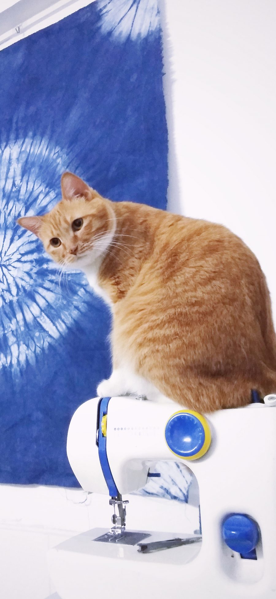 [2436×1125]宠物猫 橘猫 缝纫机 苹果手机壁纸图片