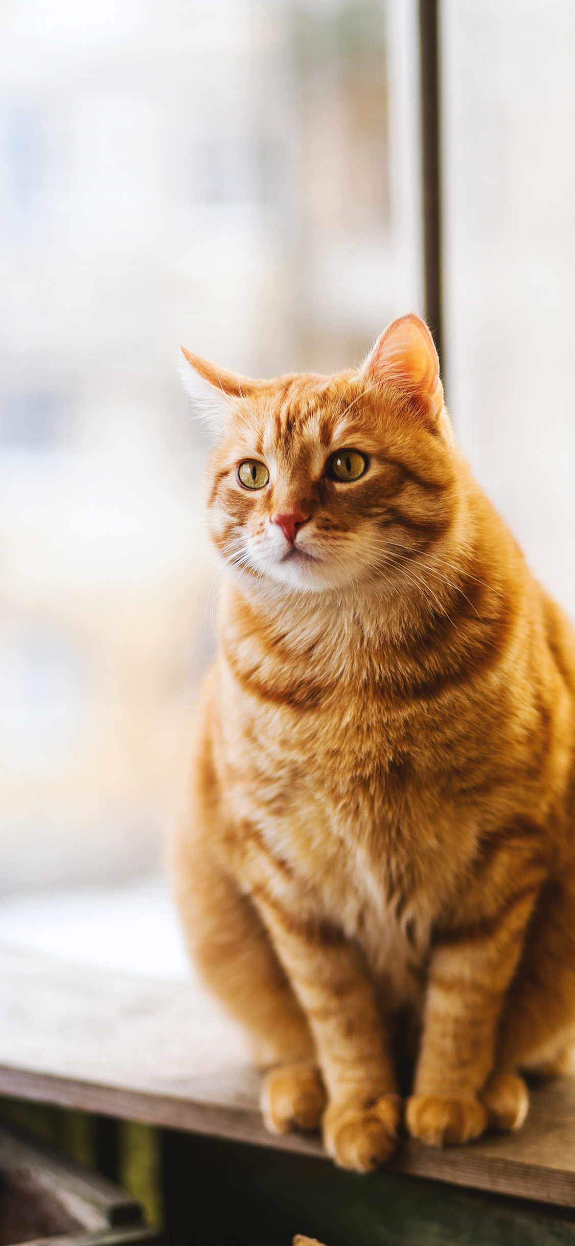 [2436×1125]宠物猫 橘猫 肥胖 窗台 苹果手机壁纸图片
